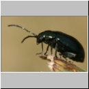 Altica sp - Blattkaefer 01a 6-7mm.jpg